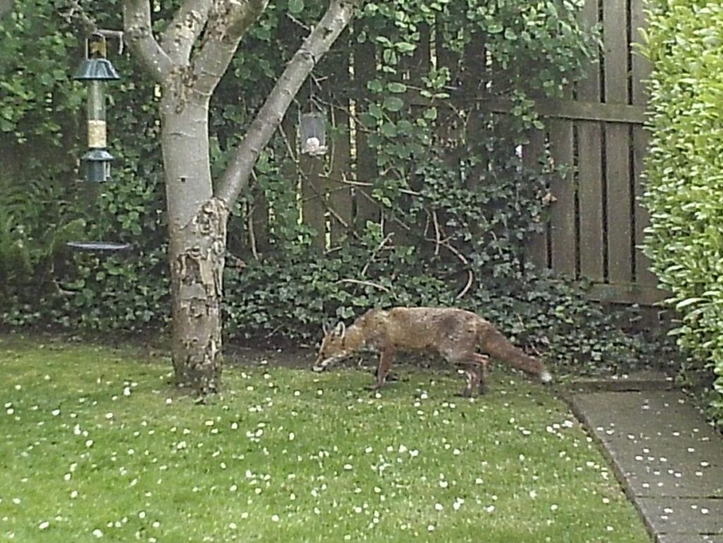 A fox visiting a city garden, an example of urban wildlife